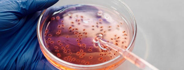 Cell Lines and Cell Culture