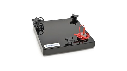 Western Blot Products