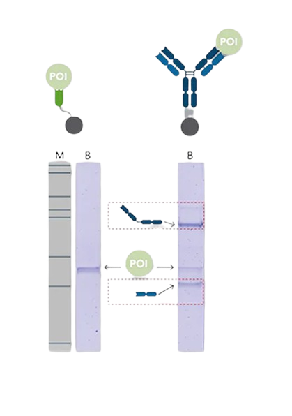 ChromoTek Nanobody-Based Reagents