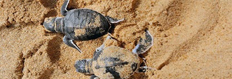 The Impact of Rainfall on Sea Turtle Hatchling Size