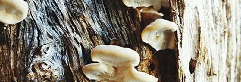 Discovering the World's Bitterest Molecule in the Bitter Bracket Fungus