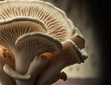 Fungal Future: Exploring the Potential of Mushroom Computing