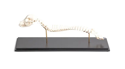 Models, Charts, and Simulators