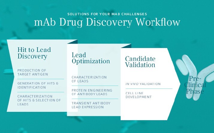 mAb Drug Discovery Workflow