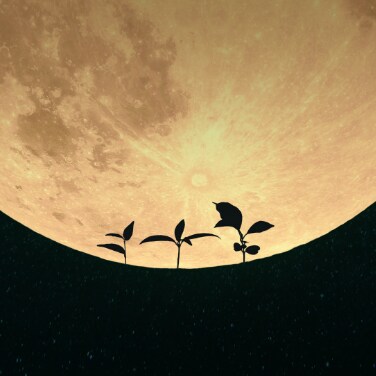 article-first-plants-grown-lunar-22-758-0000 article-first-plants-grown-lunar-22-758-0000