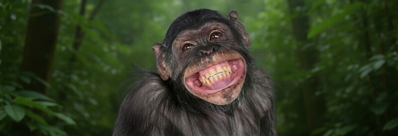 It’s No Joke—Apes Seem to Find Humor Appealing